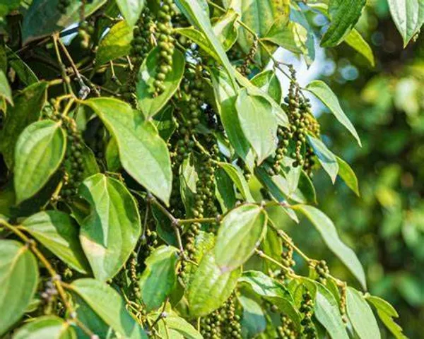 Tejpatta_+_Lobongo_Live_Plant_Combo_|_Bay_Leaf_&_Clove_Plants_|_Spice_Plant_Combo_Pack_of_2