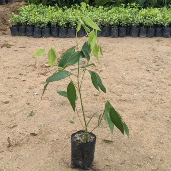 Tejpatta_+_Lobongo_Live_Plant_Combo_|_Bay_Leaf_&_Clove_Plants_|_Spice_Plant_Combo_Pack_of_2