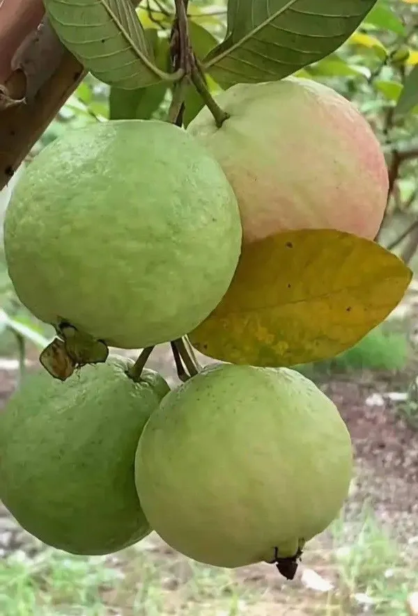 Thai_7_Guava_Grafted_Plant