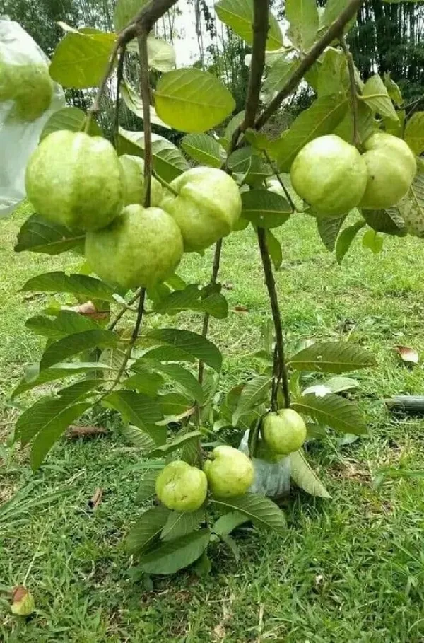 Thai_7_Guava_Grafted_Plant
