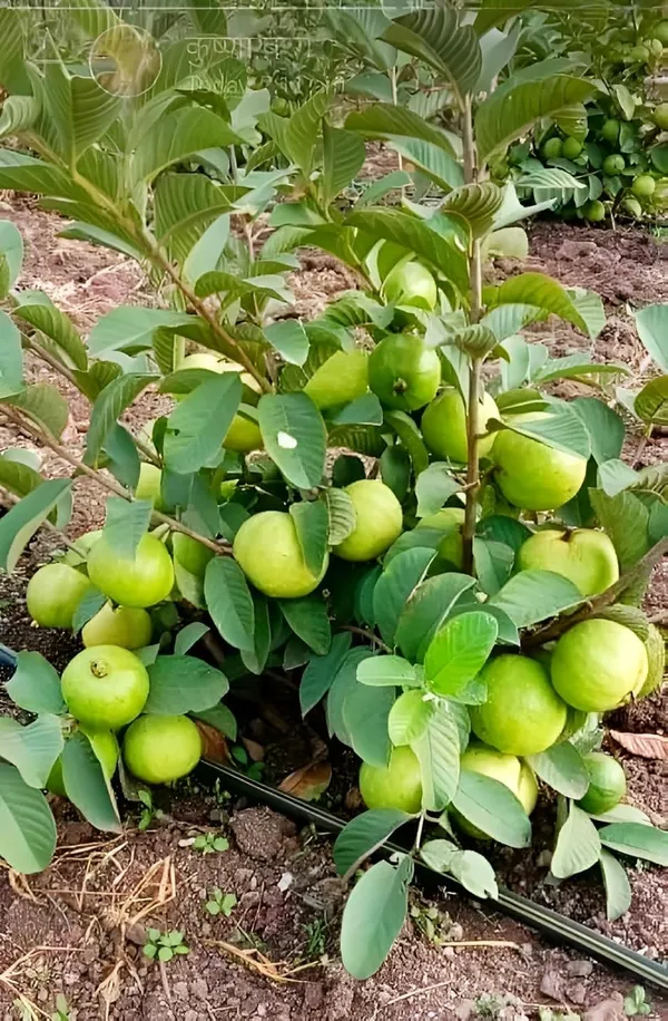 Thai_7_Guava_Grafted_Plant