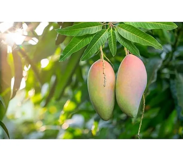 Thai_Red_Ivory_Mango_Plant_,Grafted,_Pack_Of_1