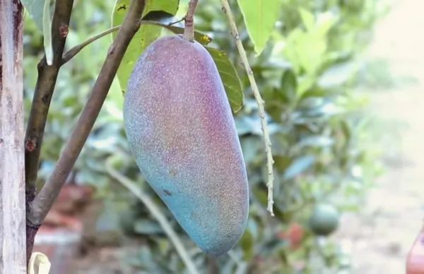 Thai_Red_Ivory_Mango_Plant_,Grafted,_Pack_Of_1