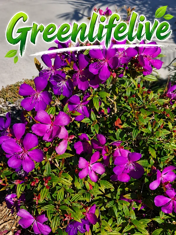 Tibouchina_Plant_Live__Purple_Flowering_Shrub