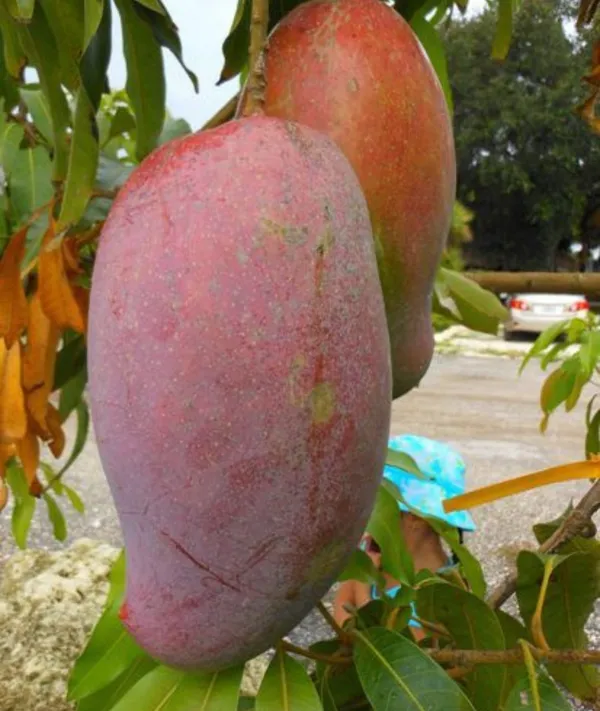 greenlife_"_Lancetilla_Mango_"_Hybrid_1_Healthy__Plant_(Grafted_Plant,_2-3_Feet_Height)