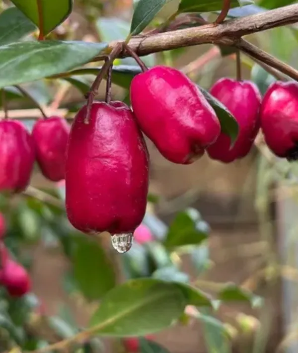 Lilli_Pilly_Pink_Fruit_Plant_&_Tree_/_Australian_Varieties