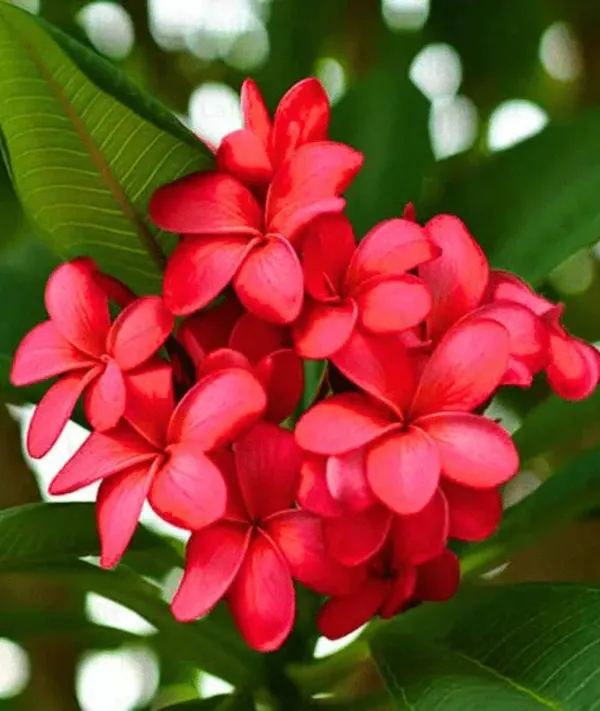 Red_Frangipani_|_Red_Champa_|_Plumeria_Alba_(Red)_-_Plant