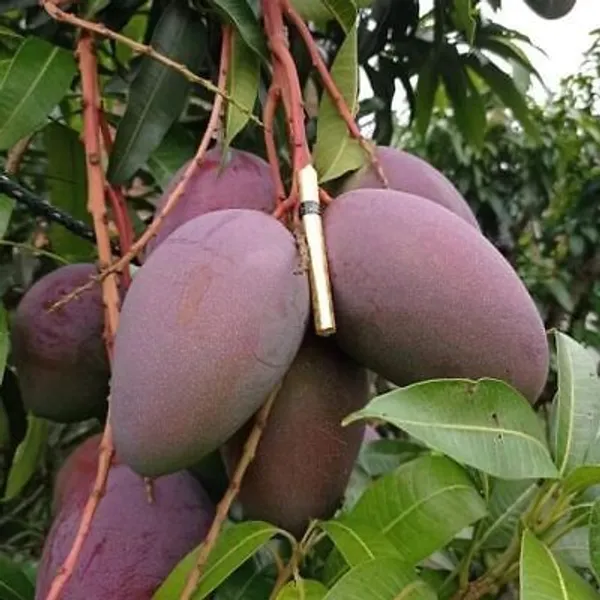 Pusa_Arunika_Mango_Plant_Aam_Grafted_Fruit_Plant
