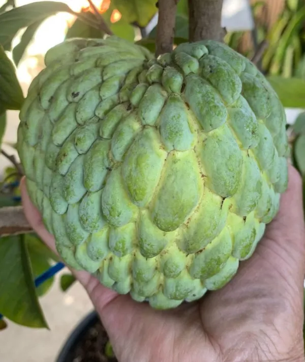 Sugar_Apple_Sweat_Annona_Squamosa_Atemoya_Custard_For_Grafting