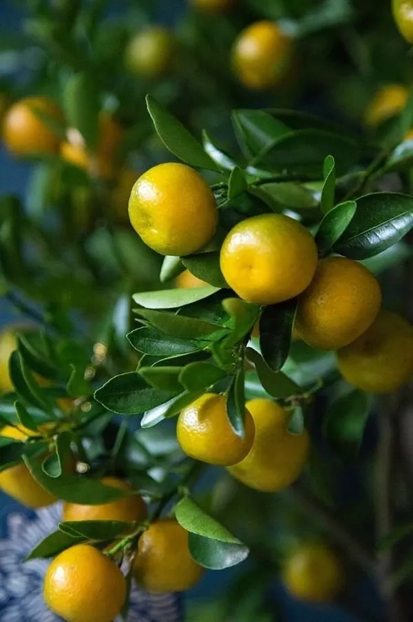 Vietnam_Malta_Mosambi__plant