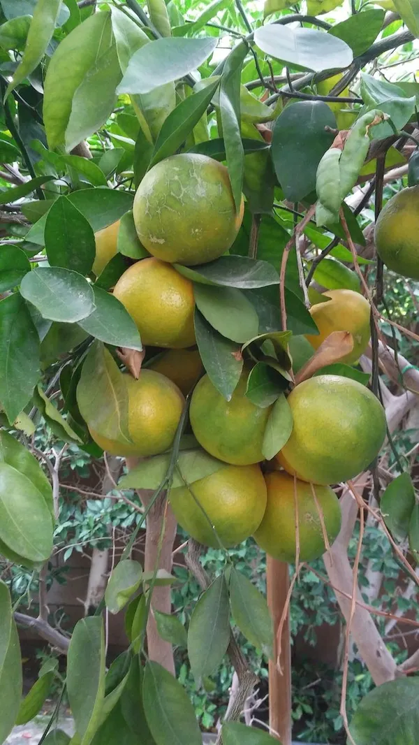 Vietnam_Malta_Mosambi__plant