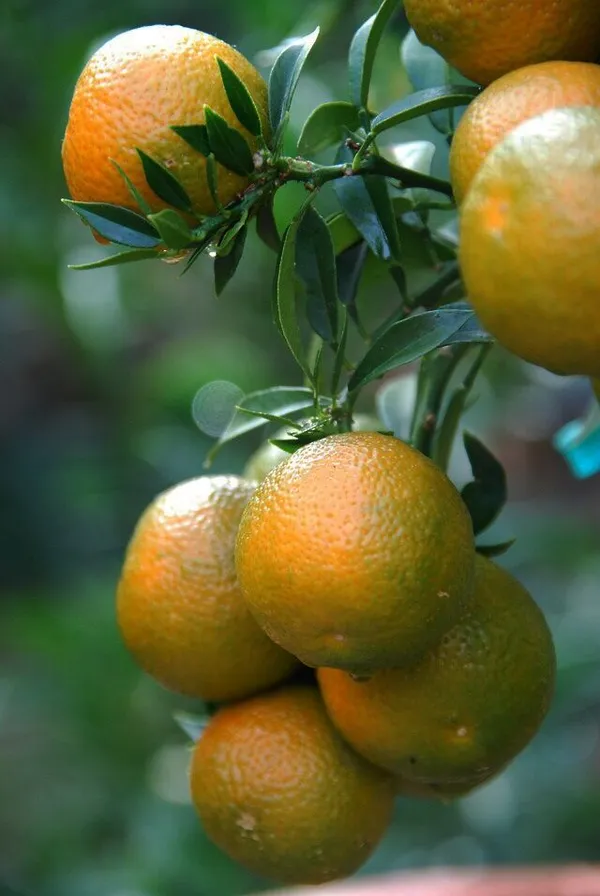 Vietnam_Malta_Mosambi__plant