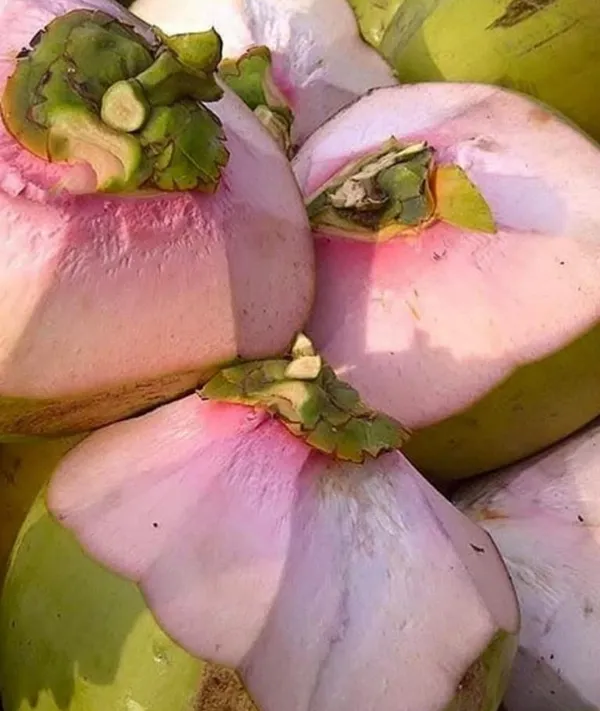 Vietnam_Pink_Coconut_Plant