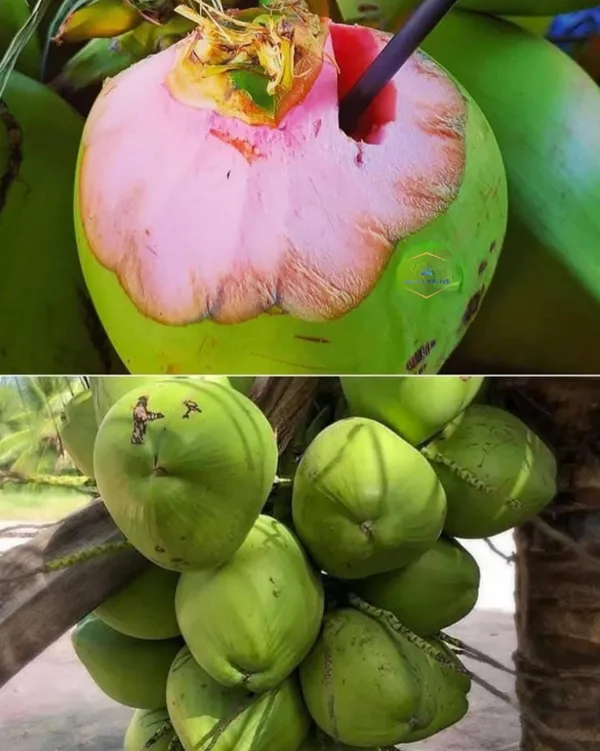 Vietnam_Pink_Coconut_Plant