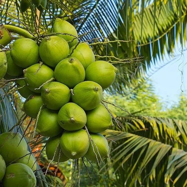 Vietnam_Pink_Coconut_Plant