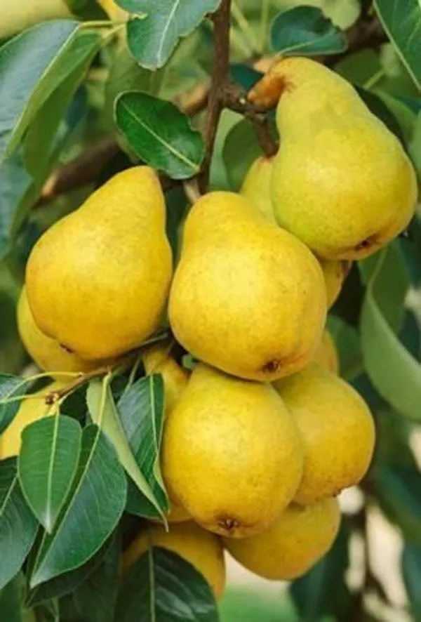 Pear_Plant_Indian_Pear_Grafted_Fruit_Plant_For_Home_Gardening_Indoor_Outdoor_Fruit_Plants