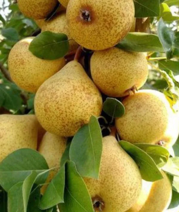 Pineapple_Pear_Plant_Indian_Pear_Grafted_Fruit_Plant_For_Home_Gardening_Indoor_Outdoor_Fruit_Plants