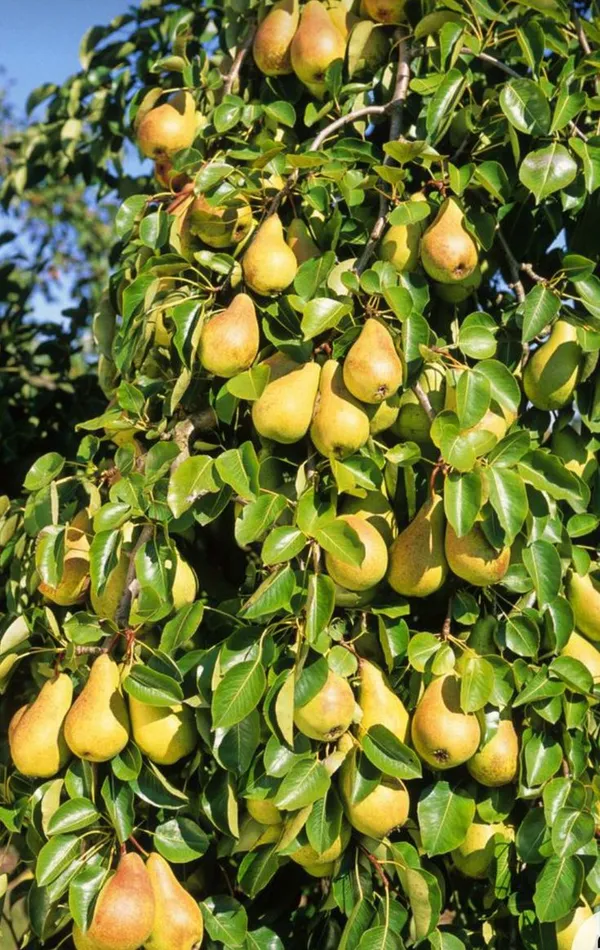 Pear_Plant_Indian_Pear_Grafted_Fruit_Plant_For_Home_Gardening_Indoor_Outdoor_Fruit_Plants