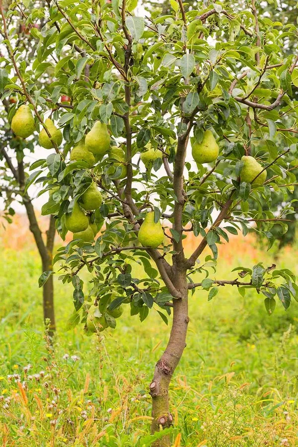 Pear_Plant_Indian_Pear_Grafted_Fruit_Plant_For_Home_Gardening_Indoor_Outdoor_Fruit_Plants