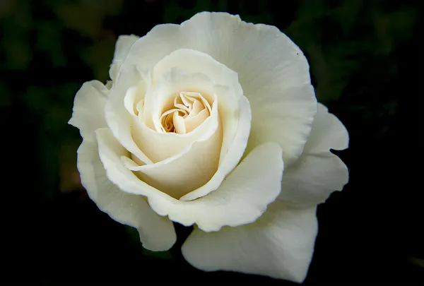 White_Rose_Plant