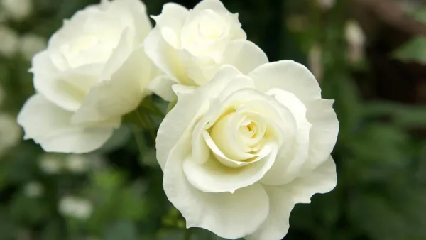 White_Rose_Plant