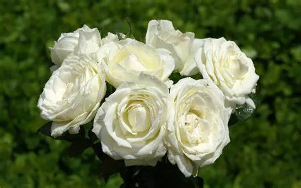 White_Rose_Plant