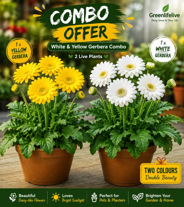 White_&_Yellow_Gerbera_Combo_|_Twin_Colour_Blooming_Plants
