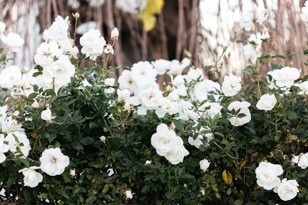 White_Climbing_Rose_Plant