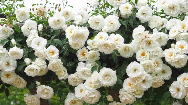 White_Climbing_Rose_Plant