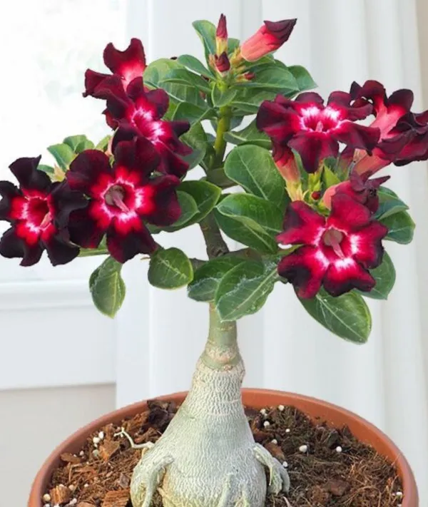Bonsai__Plant_Desert_Rose_Adenium_Dwarf_Indoor_Flower_Balconies_Garden_Ornamental_Desert_Rose_Impala_Lily_Container__Bonsai_Plant(_Pack_Of-1)