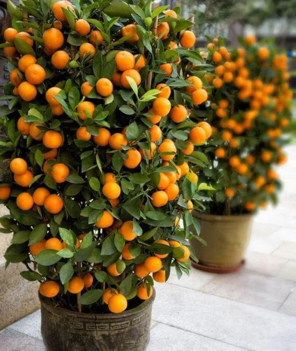 Chinese_Orange__Plant