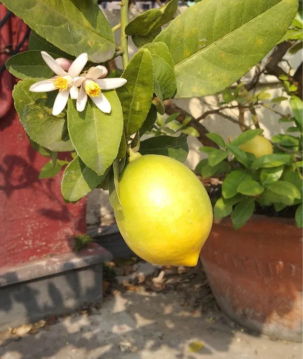 Gandharaj_Nimbu_Plant_Hybrid