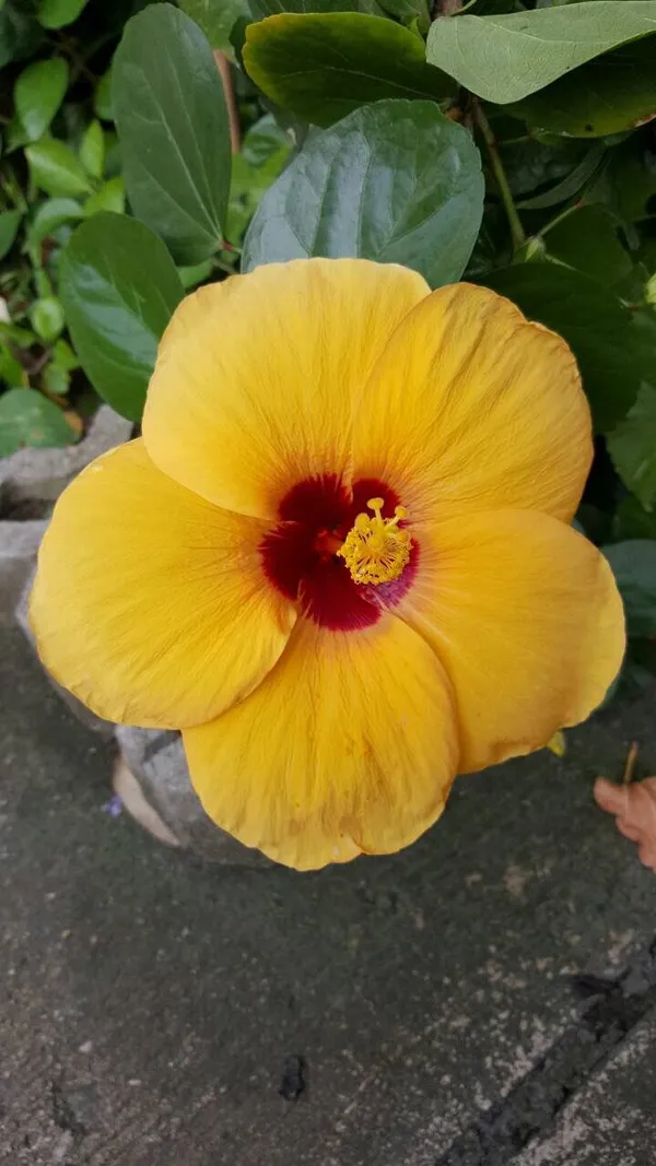 Yellow_Red_Hibiscus_Plant_Australian_Variety_Hybrid_All_Seasons_Healthy_Roof_Top_Cutting_Flower_Plant
