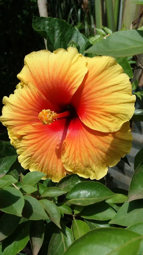 Yellow_Red_Hibiscus__Plant_Australian_Variety_hybrid_all_seasons_Healthy__Roof_Top_Cutting_Flower_Plant_Pack_of_1