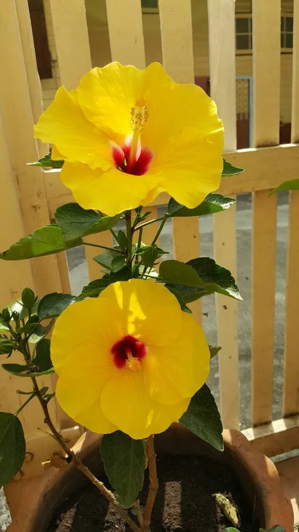 Yellow_Red_Hibiscus_Plant_Australian_Variety_Hybrid_All_Seasons_Healthy_Roof_Top_Cutting_Flower_Plant