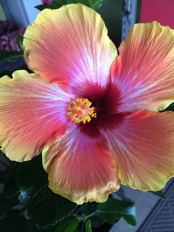 Yellow_And_Red_Hibiscus_Plant