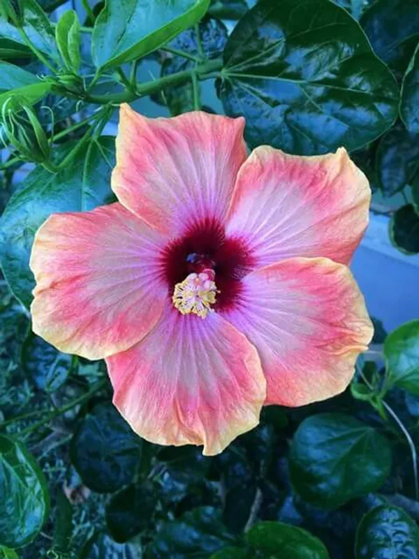 Yellow_And_Red_Hibiscus_Plant