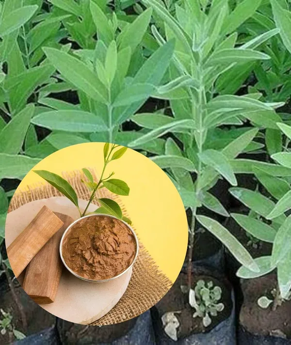 White_Sandalwood_Santalum_Album_Chandan_Tree_Seedling_Plant_(1_Healthy__Plant)