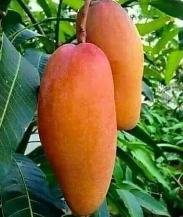 Red_Banana_Mango__Plant