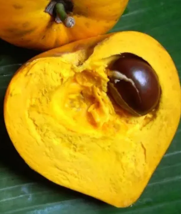 Egg_Fruit_Plant_Pouteria_Campechiana,_Canistel__Plant