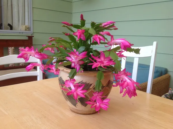 Zygo_Plant