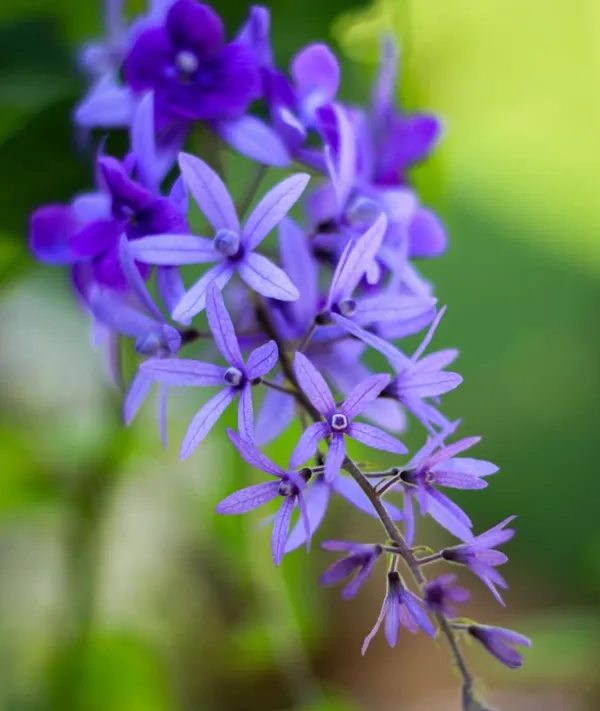 Purple_Wreath_Petrea_Volubilis_Sandpaper_Vine_Flower_Plant