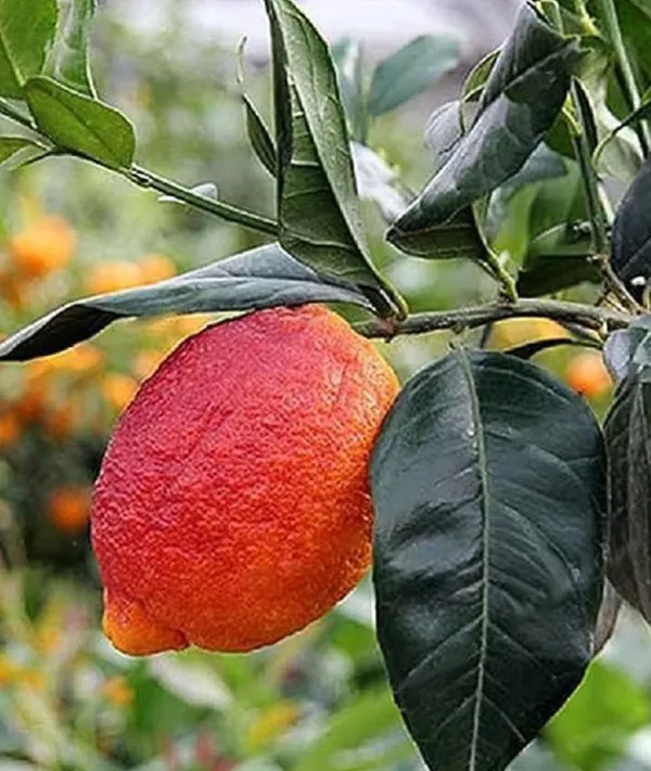 Nimbu_Red_Lemon_Variety_Fruit_Grafted__Plants_Tree_For_Home_Gardening_Outdoor__Plants_Fruit__Plants