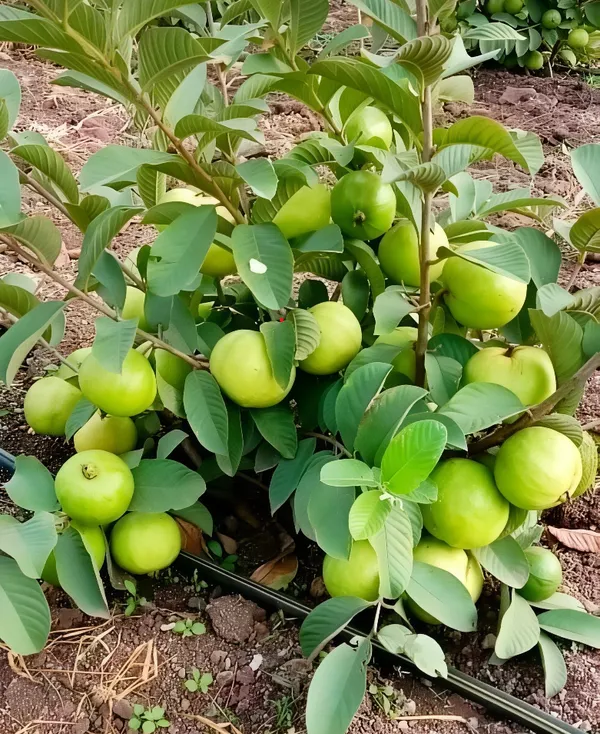 Thai_7_Guava_Grafted_Plant
