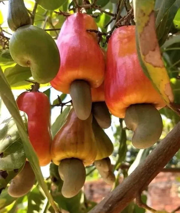 Cashew_Plant_For_Sale_|_Cashew_Nut_Fruit_Tree_|_Kaju_Plant_Online_|_Buy_Cashew_Nut_Tree_Grafted