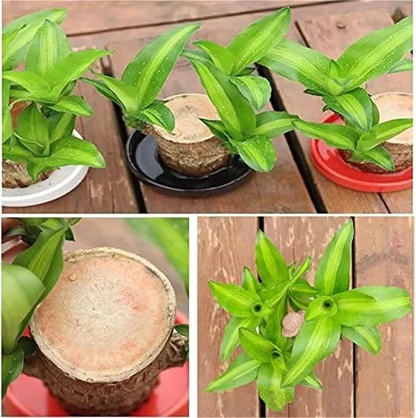 brazilian_wood_plant