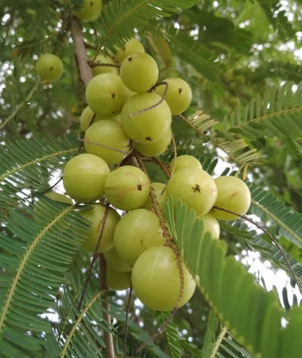 Green_Amla_Plant_/Grafted_And_Thai_Varieties_Plant