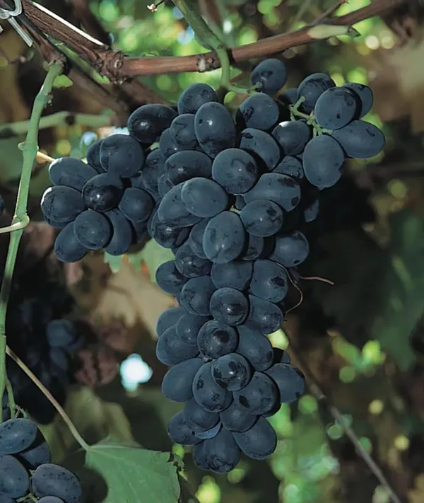 Grapes_Black_Seedless_Variety_Angoor_Fruit_(Cutting/Grafted)__Plants_&_Tree_Fruit_Grape_Black_Wichfinger_Grapes_Home_And_Roof_Garden_Fruit_Tree_Plant