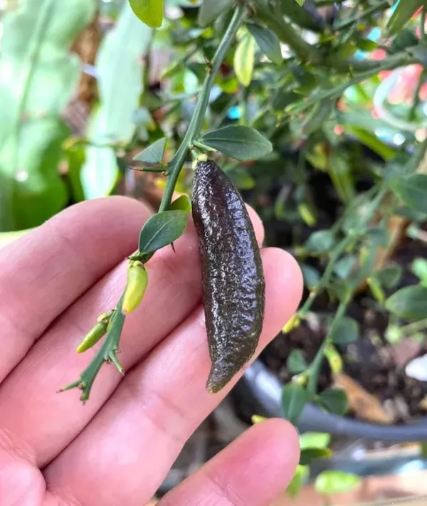 Black_Finger_Lemon_/Australian_Variety