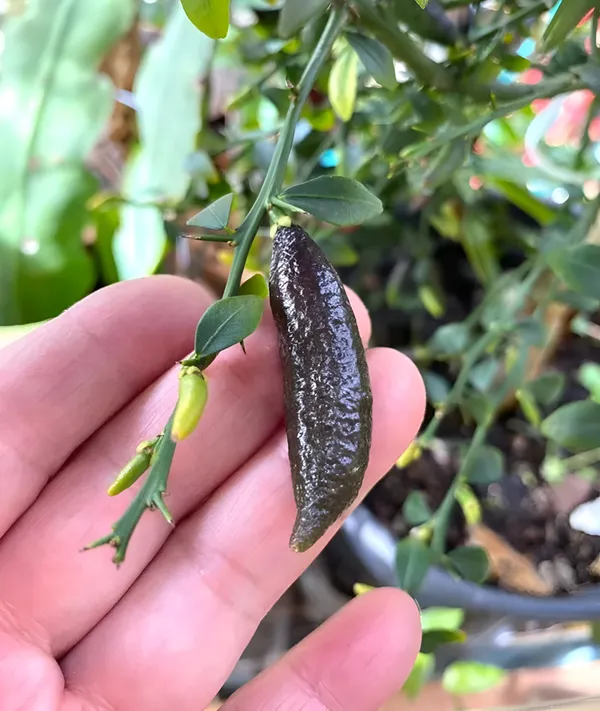 Black_Finger_Lemon_/Australian_Variety